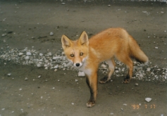 キタキツネ参上