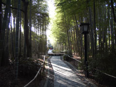 竹林の小径