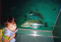 この魚何?